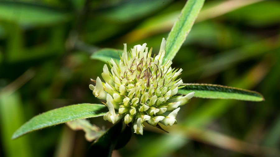 Trifolium ochroleucon / Trifoglio bianco giallo